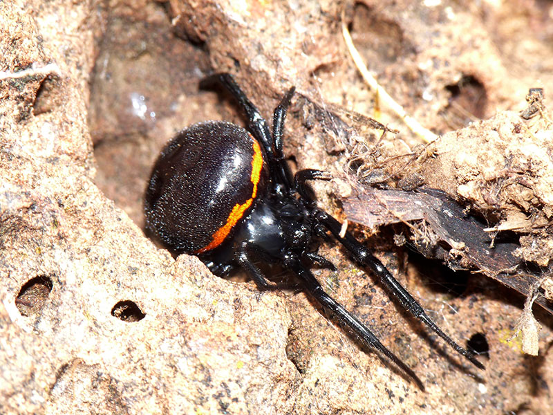 Steatoda paykulliana dalla Sardegna